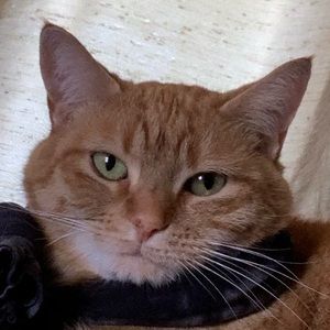 Meet your Posher, Laci